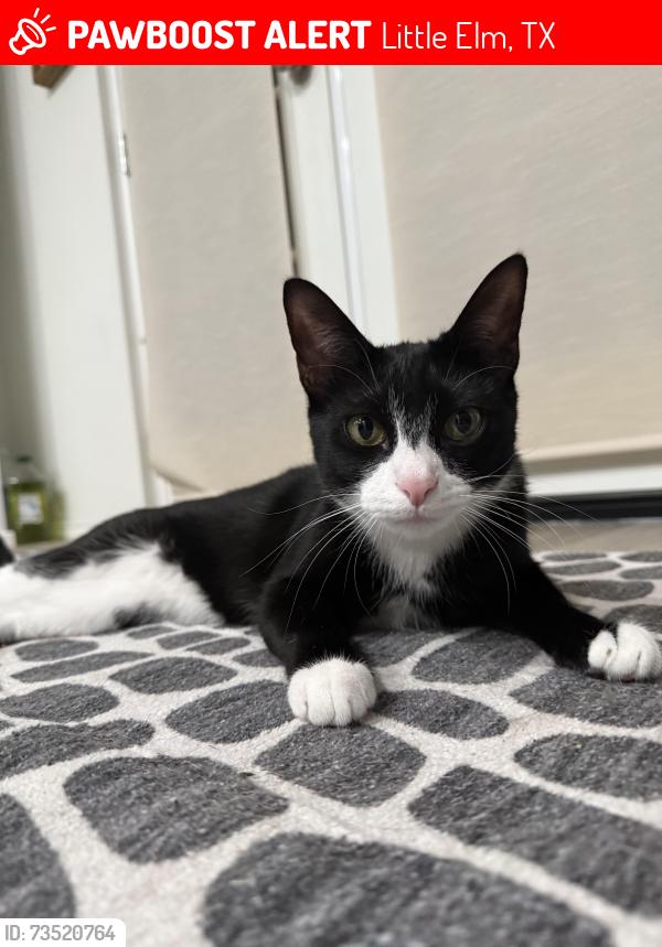 Lost Male Cat last seen Brentwood Neighborhood, Little Elm, TX 75068