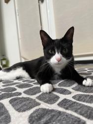 Lost Male Cat last seen Brentwood Neighborhood, Little Elm, TX 75068