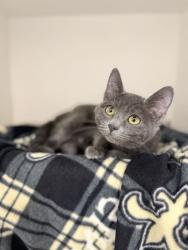 Shelter Stray Female Cat last seen Near Church St, Layton, UT 84041, USA, 1422 E 600 N, Fruit Heights, UT 84037, USA