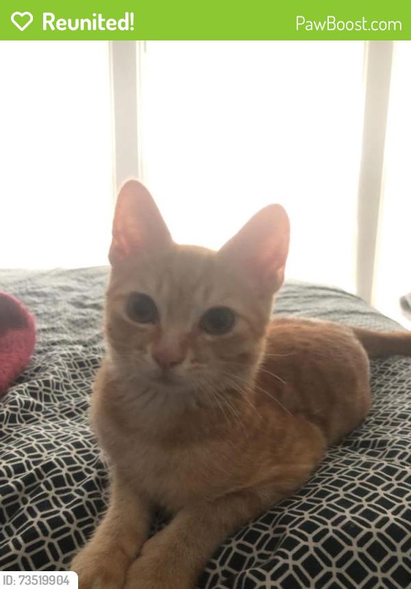 Reunited Male Cat last seen Meis Ave and Hamilton Ave, North College Hill, OH 45224