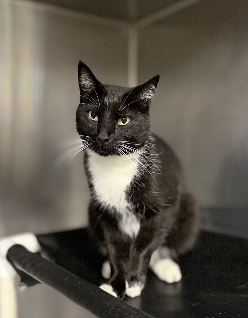 Shelter Stray Male Cat last seen Near Jensen St, Layton, UT 84041, USA, 1422 E 600 N, Fruit Heights, UT 84037, USA