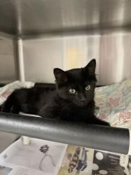 Shelter Stray Female Cat last seen Near W Chase Ln, Centerville, UT 84014, USA, 1422 E 600 N, Fruit Heights, UT 84037, USA