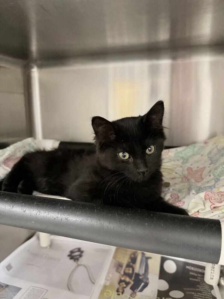 Shelter Stray Female Cat last seen Near W Chase Ln, Centerville, UT 84014, USA, 1422 E 600 N, Fruit Heights, UT 84037, USA