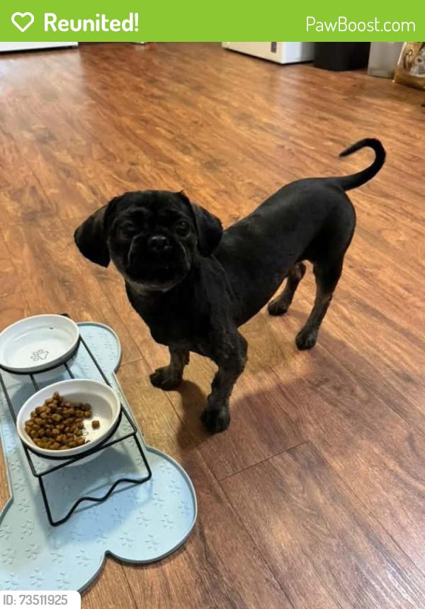 Reunited Male Dog last seen 2nd Street - New Cumberland, WV, New Cumberland, WV 26047