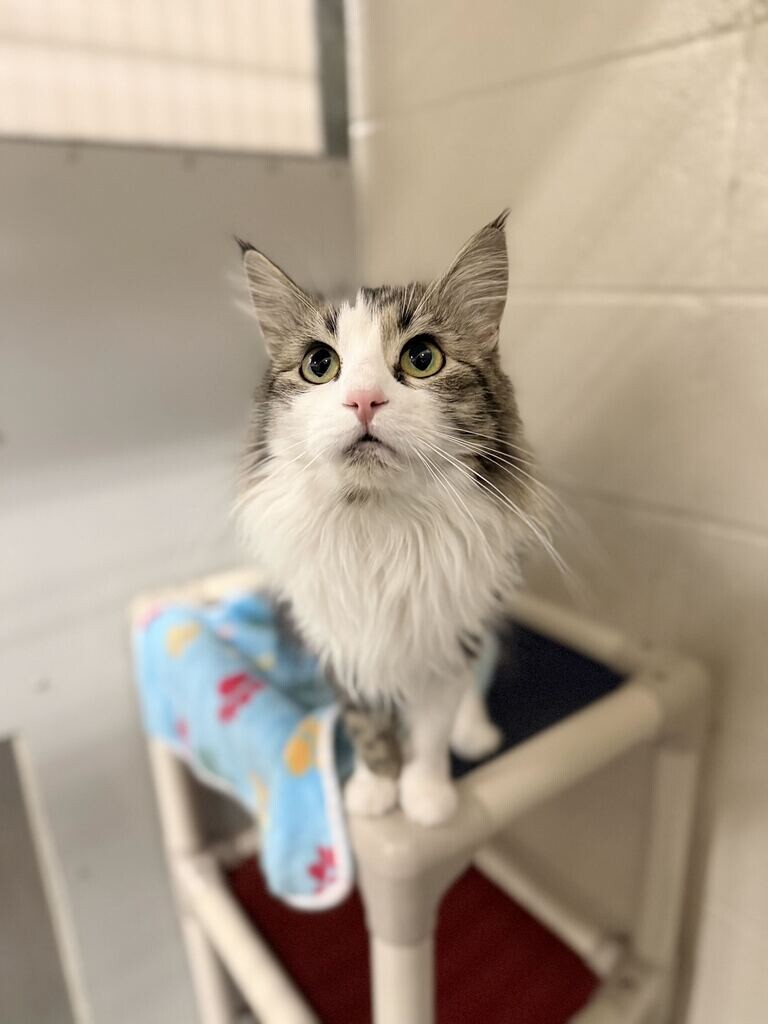 Shelter Stray Female Cat last seen Near S 500 W, Bountiful, UT 84010, USA, 1422 E 600 N, Fruit Heights, UT 84037, USA