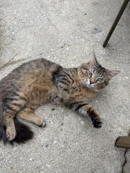 Found/Stray Male Cat last seen Armitage & Pulaski, Chicago, IL 60639
