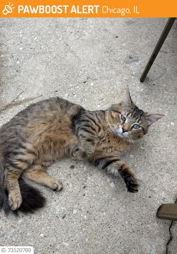 Found/Stray Male Cat last seen Armitage & Pulaski, Chicago, IL 60639