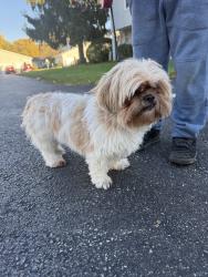 Reunited Female Dog last seen Ivy Glen circle, Aurora, IL 60506
