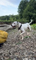 Reunited Male Dog last seen I-79, Get Go, Dairy Queen, Jefferson Ave, Washington, PA 15301