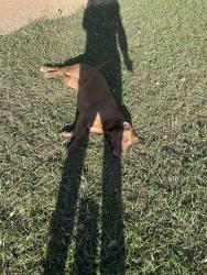 Found/Stray Female Dog last seen White Flint Park, Bell County, TX 76557