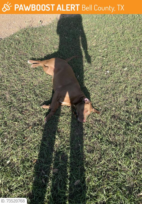 Found/Stray Female Dog last seen White Flint Park, Bell County, TX 76557