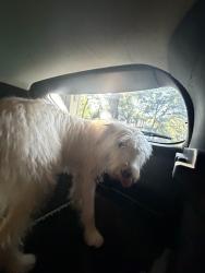 Found/Stray Male Dog last seen Near Burr Oak Street Arlington TX, Arlington, TX 76012