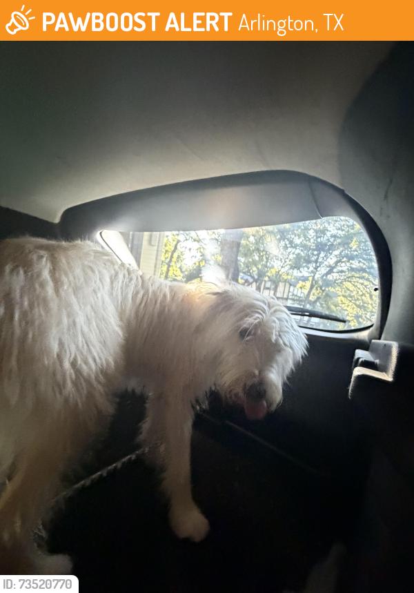 Found/Stray Male Dog last seen Near Burr Oak Street Arlington TX, Arlington, TX 76012