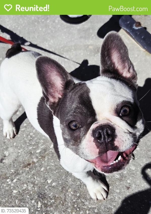 Reunited Female Dog last seen Deltona & Founder, Spring Hill, FL 34608
