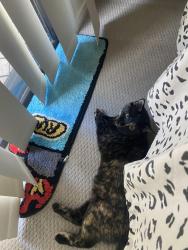 Lost Female Cat last seen Brassall, Brassall, QLD 4305