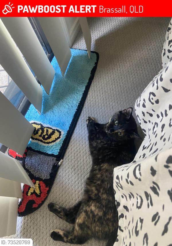 Lost Female Cat last seen Brassall, Brassall, QLD 4305