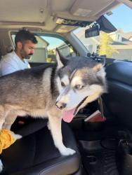 Found/Stray Male Dog last seen Telge and bishops cap way, Cypress, TX 77429