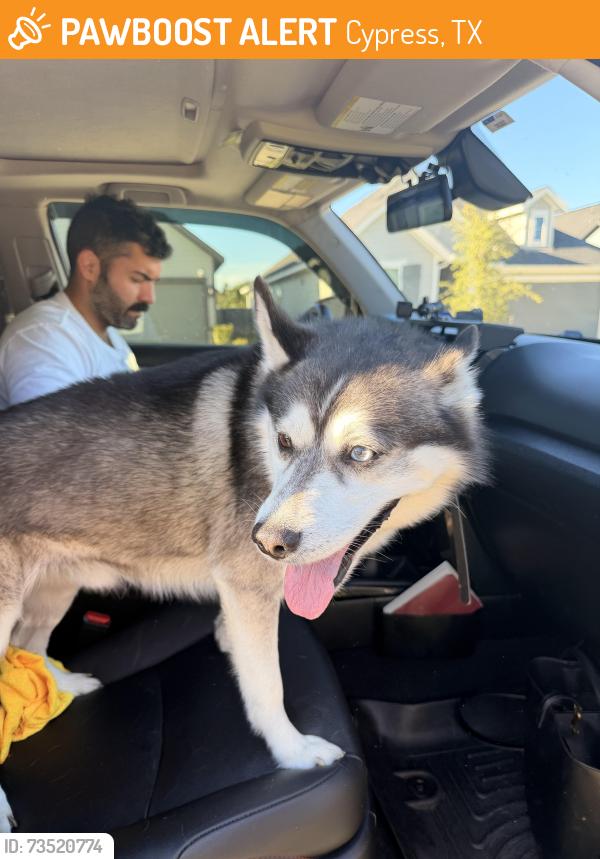 Found/Stray Male Dog last seen Telge and bishops cap way, Cypress, TX 77429