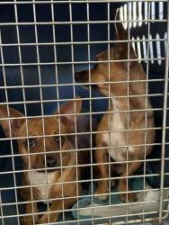Found/Stray Male Dog last seen Carleton and Camp Bowie, Fort Worth, TX 76107