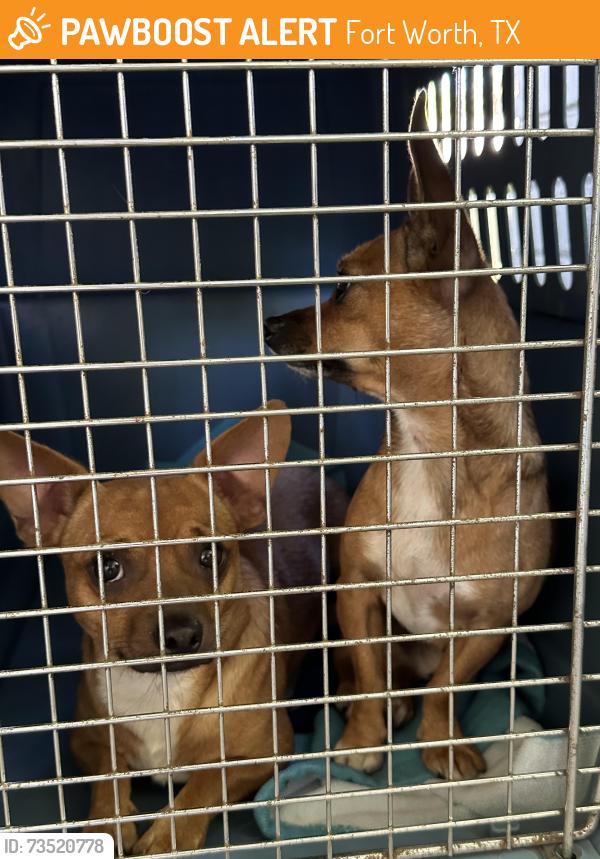 Found/Stray Male Dog last seen Carleton and Camp Bowie, Fort Worth, TX 76107
