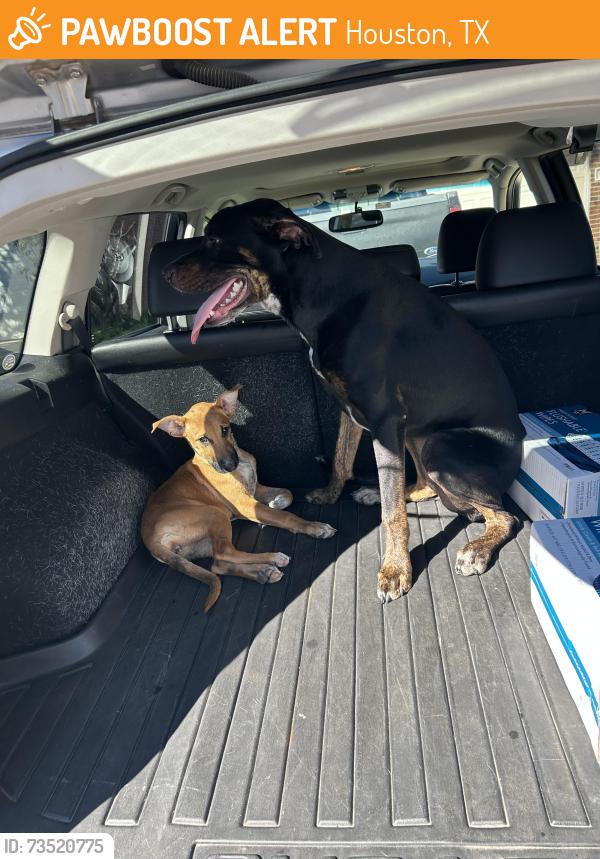 Found/Stray Male Dog last seen Tuckerton, Houston, TX 77095