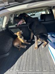Found/Stray Male Dog last seen Tuckerton, Houston, TX 77095