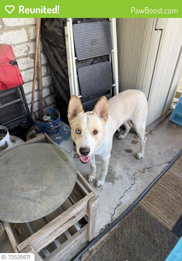 Reunited Male Dog last seen Rufe Snow Dr, North Richland Hills, TX, USA, North Richland Hills, TX 76180