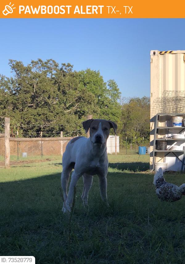 Found/Stray Male Dog last seen Near, TX-110, TX 75701