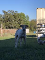 Found/Stray Male Dog last seen Near, TX-110, TX 75701