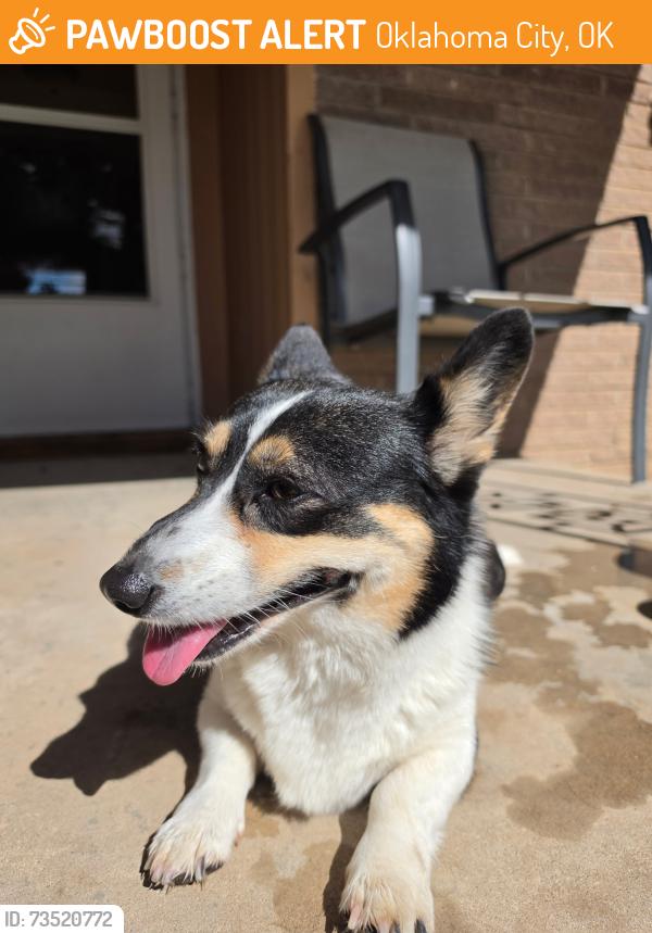 Found/Stray Female Dog last seen Jefferson Middle School, Oklahoma City, OK 73159