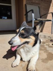 Found/Stray Female Dog last seen Jefferson Middle School, Oklahoma City, OK 73159