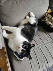 Lost Male Cat last seen Home, Happy Valley, OR 97086