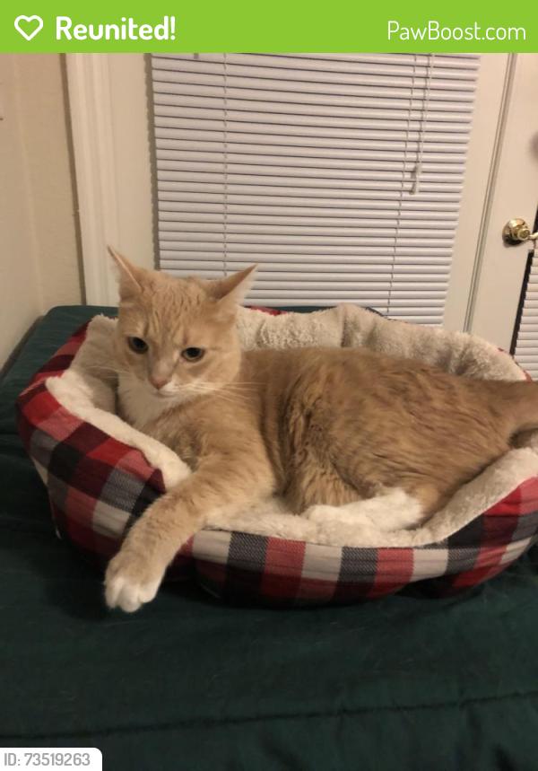 Reunited Male Cat last seen Argonaut drive and constitution, Durham, NC 27705