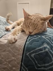 Reunited Male Cat last seen Revere dr, Hampton, GA 30228