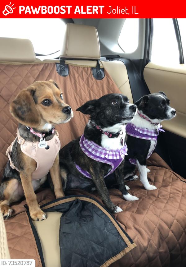 Lost Female Dog last seen Petsmart in Joliet, Joliet, IL 60435