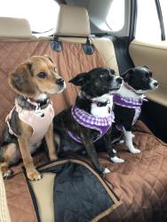 Lost Female Dog last seen Petsmart in Joliet, Joliet, IL 60435