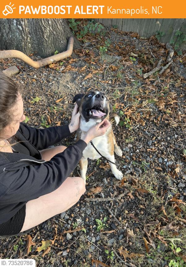 Found/Stray Male Dog last seen West C street, Kannapolis, NC 28081