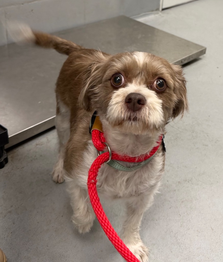 Shelter Stray Male Dog last seen Forest park, 8485 E Reno Ave, Midwest City, OK 73110, USA