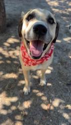 Shelter Stray Male Dog last seen Bexar County, 3353 Morningside Dr, New Braunfels, TX 78132, USA