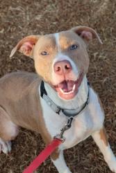 Shelter Stray Female Dog last seen Columbia, 1233 Mapleash Ave, Columbia, TN 38401, USA