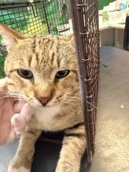 Shelter Stray Male Cat last seen Bexar County, 3353 Morningside Dr, New Braunfels, TX 78132, USA