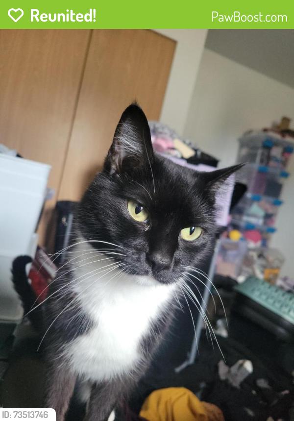 Reunited Female Cat last seen State st and 116th st, Marysville, WA 98271