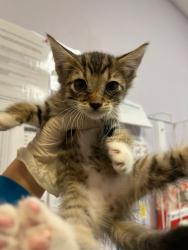 Shelter Stray Male Cat last seen Bexar County, 3353 Morningside Dr, New Braunfels, TX 78132, USA