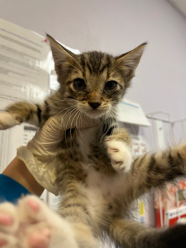 Shelter Stray Male Cat last seen Bexar County, 3353 Morningside Dr, New Braunfels, TX 78132, USA