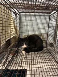 Shelter Stray Unknown Cat last seen , 3353 Morningside Dr, New Braunfels, TX 78132, USA