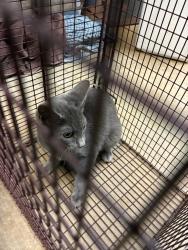 Shelter Stray Unknown Cat last seen , 3353 Morningside Dr, New Braunfels, TX 78132, USA