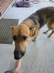 Found/Stray Female Dog last seen West airport, Sugar Land, TX 77498