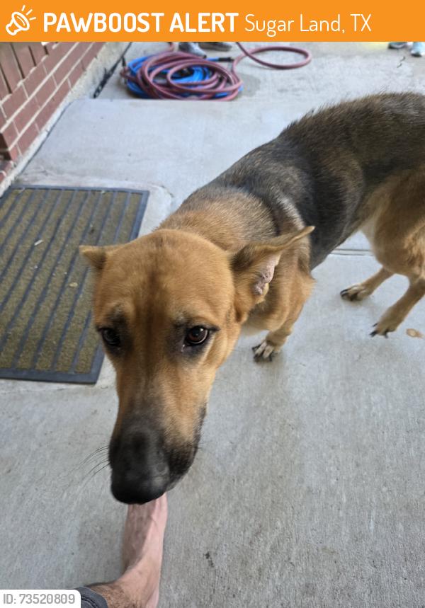 Found/Stray Female Dog last seen West airport, Sugar Land, TX 77498