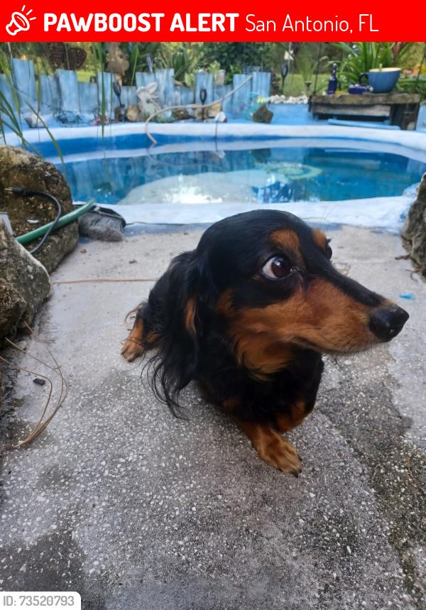 Lost Male Dog last seen Near State Rd 52 San Antonio 33576 Rac trac gas station, San Antonio, FL 33576