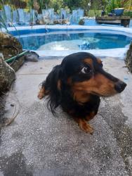 Lost Male Dog last seen Near State Rd 52 San Antonio 33576 Rac trac gas station, San Antonio, FL 33576